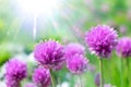 Clover flowers, violet and golden colors, macro, soft focus. Flowers in sun glow with beautiful bokeh. Floral artistic image