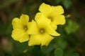 Yellow clover flowers Royalty Free Stock Photo