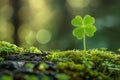 Clover four leaf grows on top of a flowering tree moss in St.Patrick Day at morning Royalty Free Stock Photo