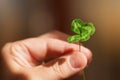 Clover four-leaved for luck Royalty Free Stock Photo