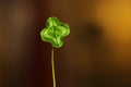 Clover four-leaved for luck Royalty Free Stock Photo