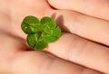 Clover With Four Leaves in Hand Royalty Free Stock Photo