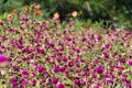 Clover glade in the Botanical Garden near Batumi, Georgia.