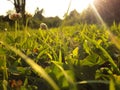 Clover grass spring evening Ohio