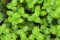 Clover green background