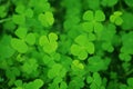 clover Royalty Free Stock Photo