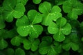 Clover green plant leaf grass shamrock luck nature patrick close up