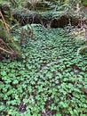 clover ground cover marsh wet rain dense green forest woods vertical nature background Royalty Free Stock Photo