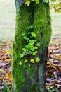 Clover growing from a hollow tree covered with moss