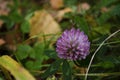 The clover head picture. Floral background with selective focus and bokeh