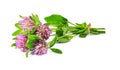 clover herb