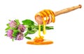 clover herb honey
