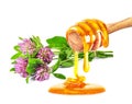 clover herb honey