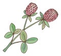 Clover herb. Trefoil flower with green leaves. Trifolium plant