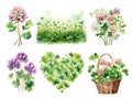 Clover illustration. Watercolor clover. Summer herb. Botanical illustration. Isolated floral elements.