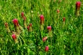 The clover incarnate, also known as purple, is a species of clover from the legume family Fabaceae. The herb is 20 to 50 cm tall Royalty Free Stock Photo