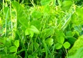 Clover lawn Royalty Free Stock Photo