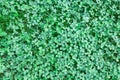 Clover lawn fragment, texture, close-up. Background for mockup of social media, eco shop, blank for design, flat lay