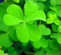 Clover leaf background. Royalty Free Stock Photo