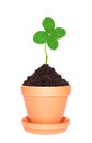 Clover leaf growing out of ground in pot isolated on white background Royalty Free Stock Photo