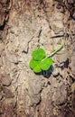 Clover leaf. Happy St. Patrick`s Day. Royalty Free Stock Photo