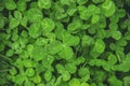 Clover leaf. Happy St. Patrick`s Day. Royalty Free Stock Photo
