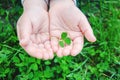 Clover leaf. Happy St. Patrick`s Day. Selective focus Royalty Free Stock Photo