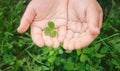 Clover leaf. Happy St. Patrick`s Day. Selective focus Royalty Free Stock Photo