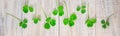 Clover leaf. Happy St. Patrick`s Day. Selective focus Royalty Free Stock Photo