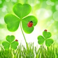 Clover leaf and ladybugs Royalty Free Stock Photo