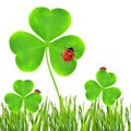 clover leaf and ladybugs Royalty Free Stock Photo