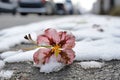 a clover leaf partially covered by melting snow, symbolizing spring arrival