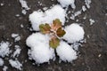 a clover leaf partially covered by melting snow, symbolizing spring arrival