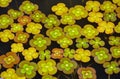 Clover leaf shaped lilypads