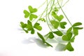 Clover leafs Royalty Free Stock Photo