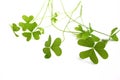 Clover leafs 2 Royalty Free Stock Photo