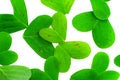Clover leafs Royalty Free Stock Photo