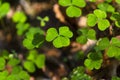Clover Leafs In Forest Royalty Free Stock Photo