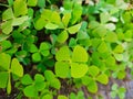 Clover leafs of lucks Royalty Free Stock Photo