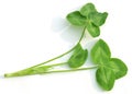 Clover Leaves