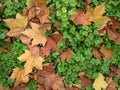 Clover leaves