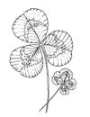 clover leaves four leaf clover and three leaf clover hand drawn graphics black and white illustration sketch coloring