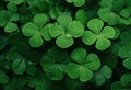 Clover leaves on green background. Three-leaved shamrocks. St Patrick Day holiday symbol. Royalty Free Stock Photo