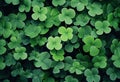 Clover leaves on green background. Three-leaved shamrocks. St Patrick Day holiday symbol. Royalty Free Stock Photo