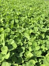 Clover Leaves for Green background with three-leaved shamrocks. Royalty Free Stock Photo