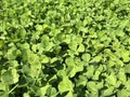 Clover Leaves for Green background with three-leaved shamrocks. Royalty Free Stock Photo