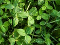 Clover leaves in summer with drops of morning dew. Latin name Trifolium L. Important agricultural crop. Honey plant