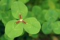 Clover leaves and violet fruits