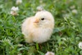Clover little chicken Royalty Free Stock Photo