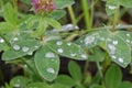 Clover meadow with green leaves with drops of morning dew. St. Patrick`s Day, selective focus